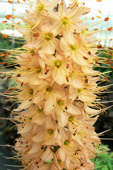 Eremurus isabellinus 'Cleopatra' 