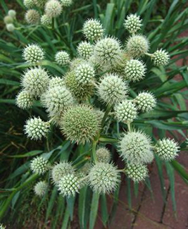 Eryngium yuccifolium 