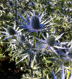 Eryngium x zabellii `Big Blue` 