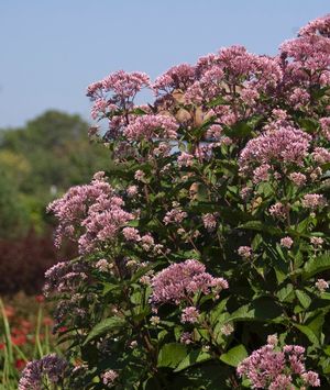 Eupatorium maculatum 'Gateway'