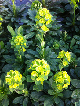 Euphorbia amygdaloides var. 'Robbie'