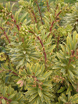 Euphorbia x martinii 'Ascot Rainbow'