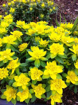 Euphorbia polychroma