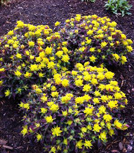 Euphorbia polychroma 'Bonfire' 