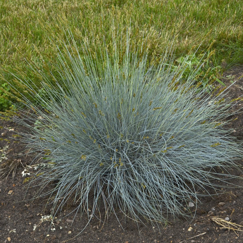 Festuca glauca 'Blue Whiskers' 