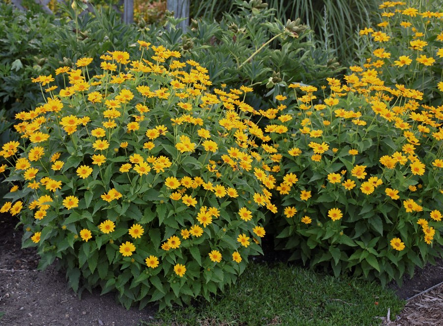 Heliopsis 'Tuscan Sun'