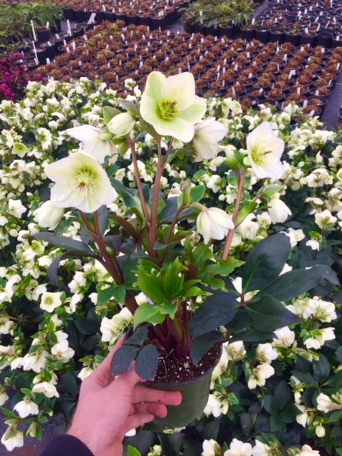 Helleborus 'Ice n'Roses White'  