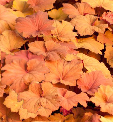 Heuchera 'Mega Caramel' 