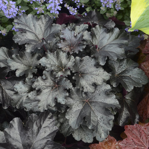 Heuchera 'Black Pearl' 