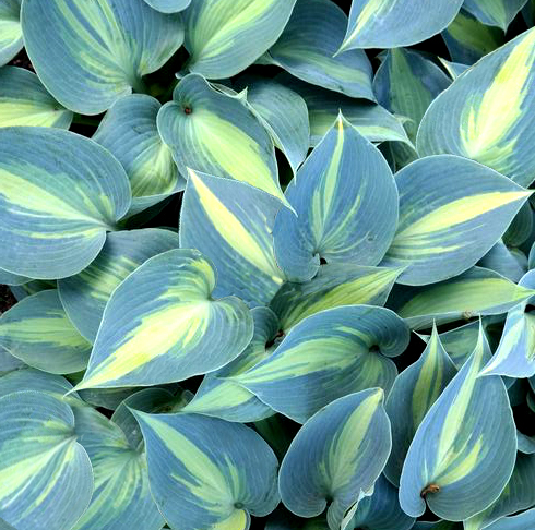 Hosta 'Catherine'