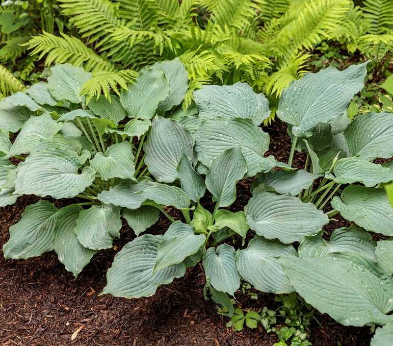 Hosta 'Diamond Lake'