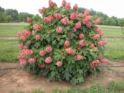 Hydrangea quercifolia 'Munchkin'   