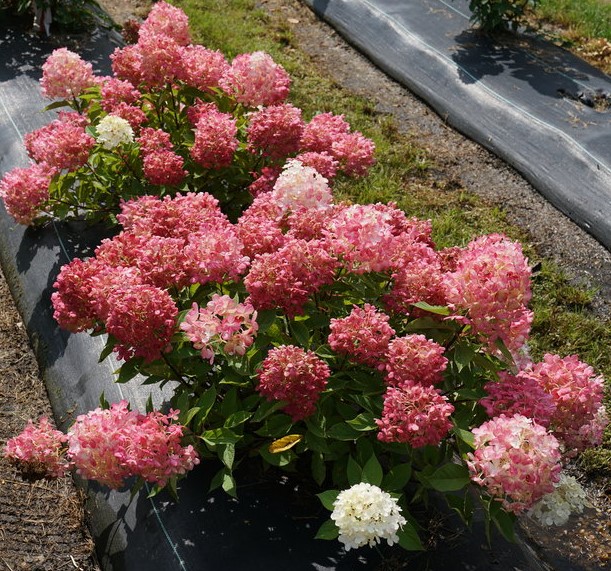 Hydrangea paniculata 'Fire Light Tidbit'  