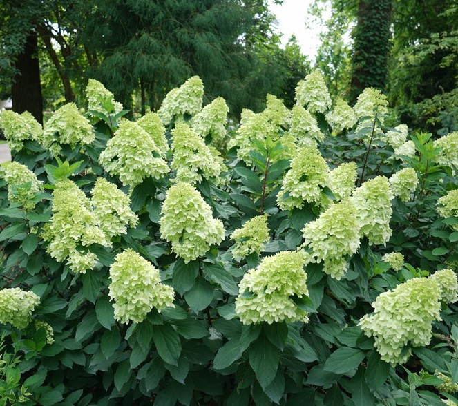 Hydrangea paniculata 'Limelight Prime'  