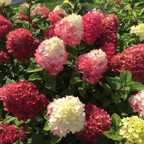 Hydrangea paniculata 'Little Lime Punch' 