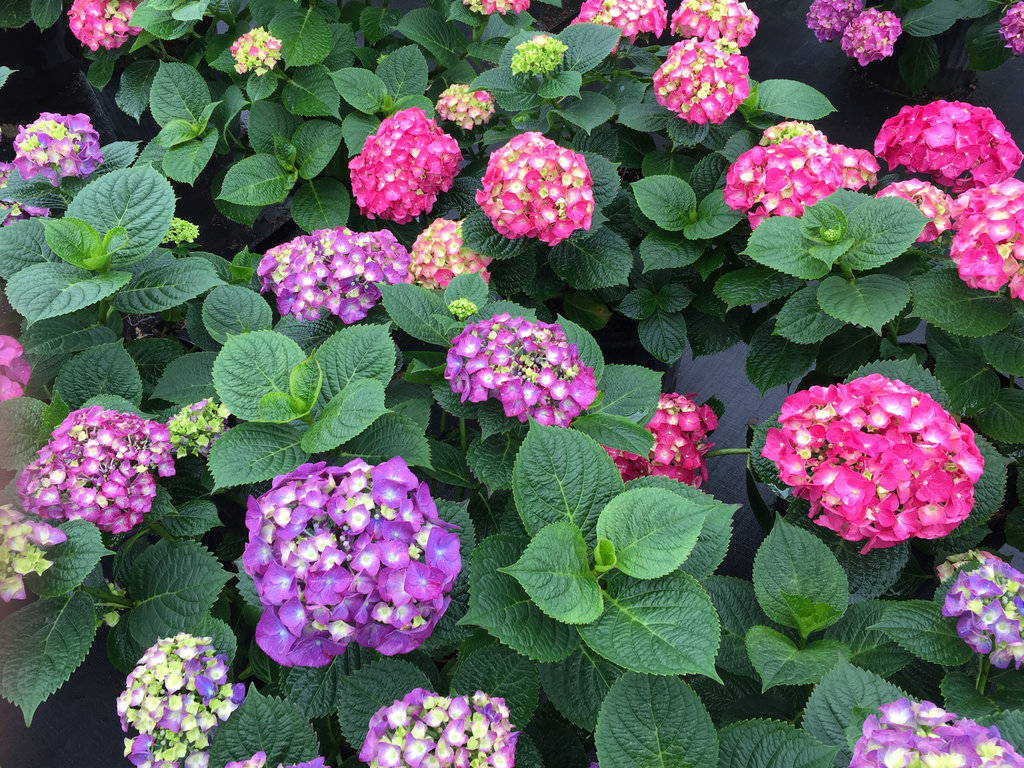 Hydrangea macrophylla 'Let's Dance Big Band' 