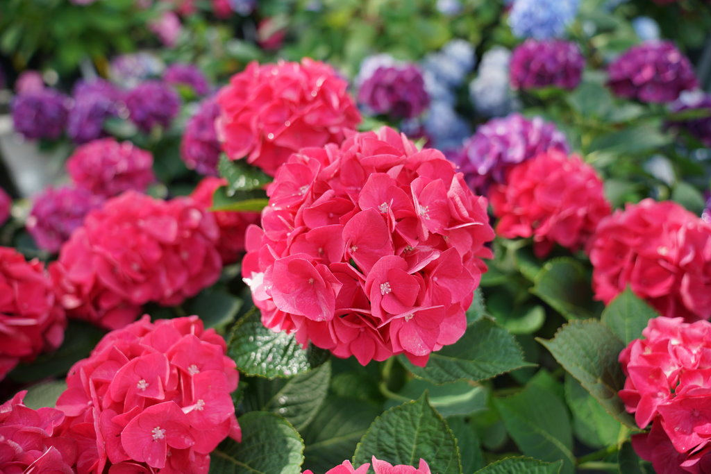 Hydrangea macrophylla 'Wee Bit Giddy' 