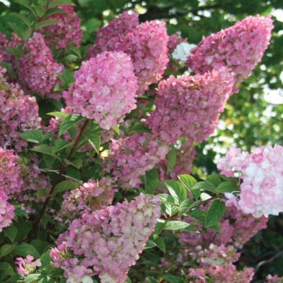 Hydrangea paniculata 'Strawberry Sundae'   