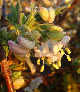 Lonicera fragrantissima 