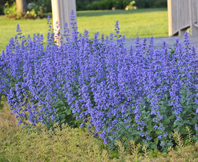 Nepeta faassenii 'Cat's Meow'