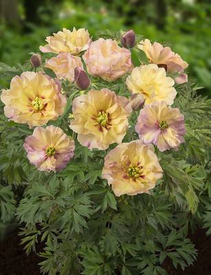 Paeonia  ITOH 'Canary Brilliants'    3 gallon