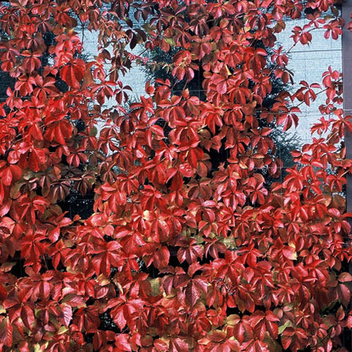 Parthenocissus quinquefolia