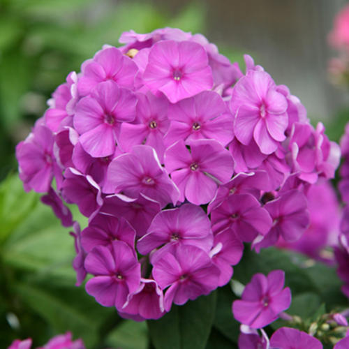 Phlox paniculata ' FLAME Purple'