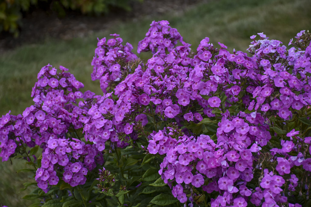 Phlox paniculata 'Cover Girl'