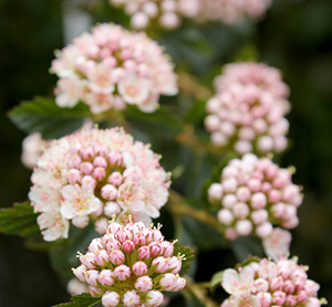 Physocarpus opulifolius `Tiny Wine``