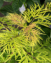 Sambucus racemosa `Lemony Lace`  