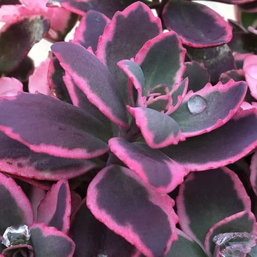 Sedum Sunsparkler  'Dream Dazzler' 