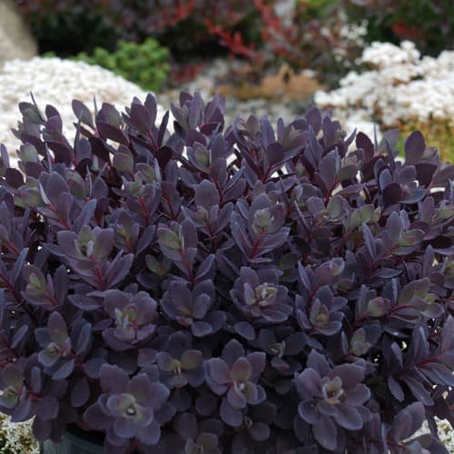 Sedum Sunsparkler  'Plum Dazzled' 