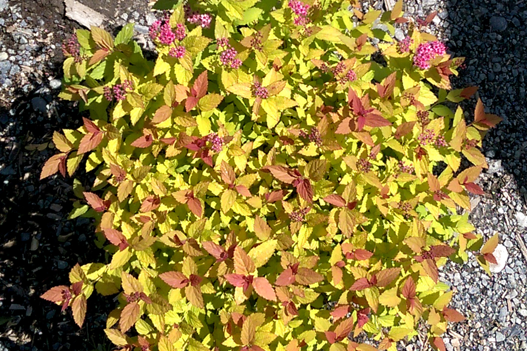 Spirea japonica 'Rainbow Fizz' 