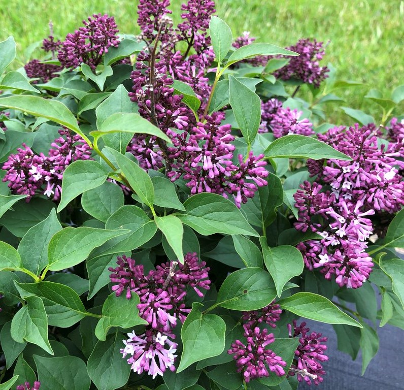 Syringa x 'Baby Kim'  