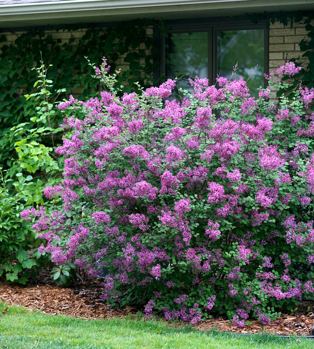 Syringa x 'Bloomerang Dark Purple'  