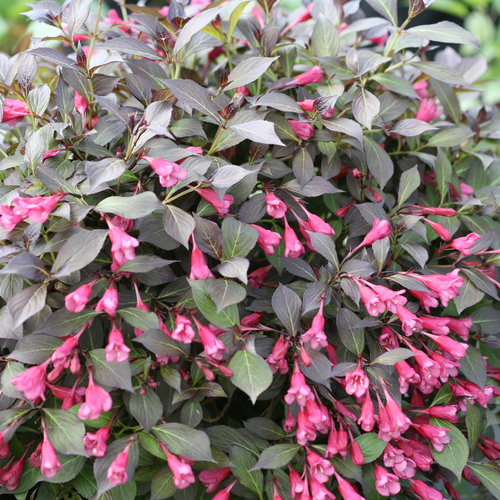 Weigela florida 'Midnight Wine Shine' 