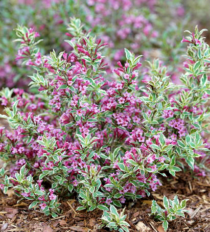 Weigela florida 'My Monet Purple Effect'  