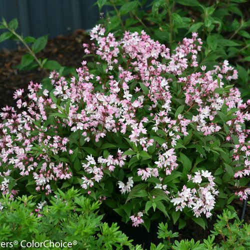 Deutzia x Yuki Cherry Blosson'  