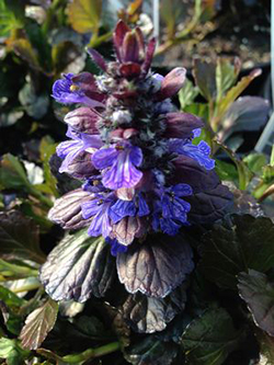 Ajuga reptans 'Black Scallop'  