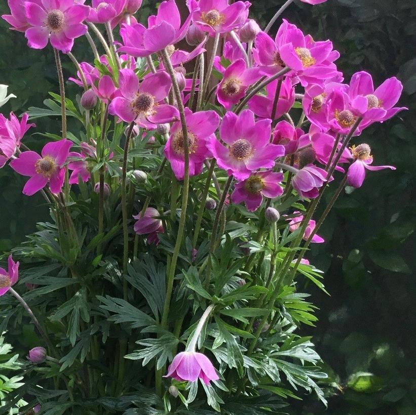 Anemone lesseri 'Spring Beauty Pink' NEW