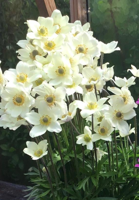 Anemone lesseri 'Spring Beauty White' NEW