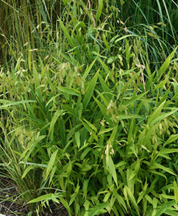 Chasmathium latifolium 