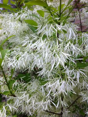 Chionanthus virginicus