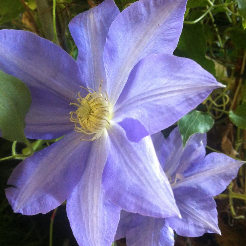Clematis 'H F Young'   
