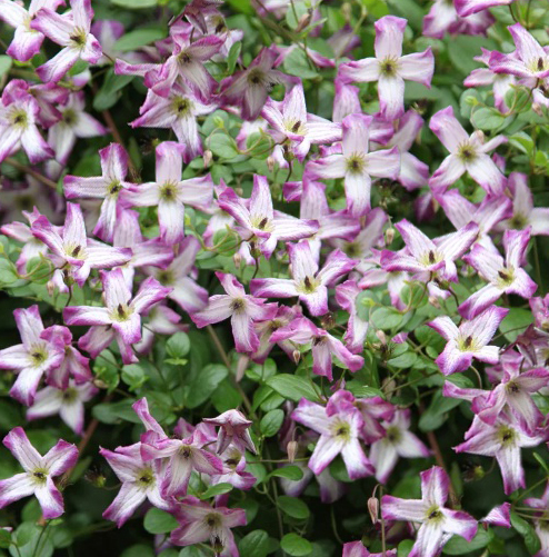 Clematis 'Minuet'  (viticella)  NEW