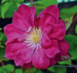 Clematis 'Red Star'