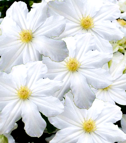 Clematis 'Toki'  NEW