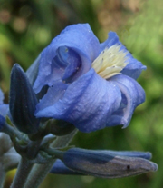 Clematis heracleifolia