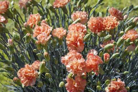 Dianthus hybrida 'Orange Sparkler'  NEW