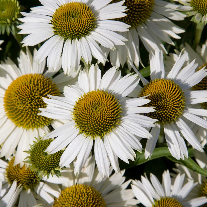 Echinacea purpurea 'Meditation White'  NEW
